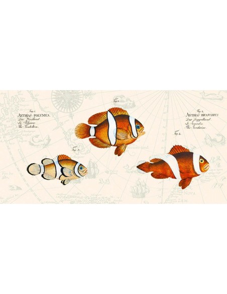 Peces tropicales I, según Bloch