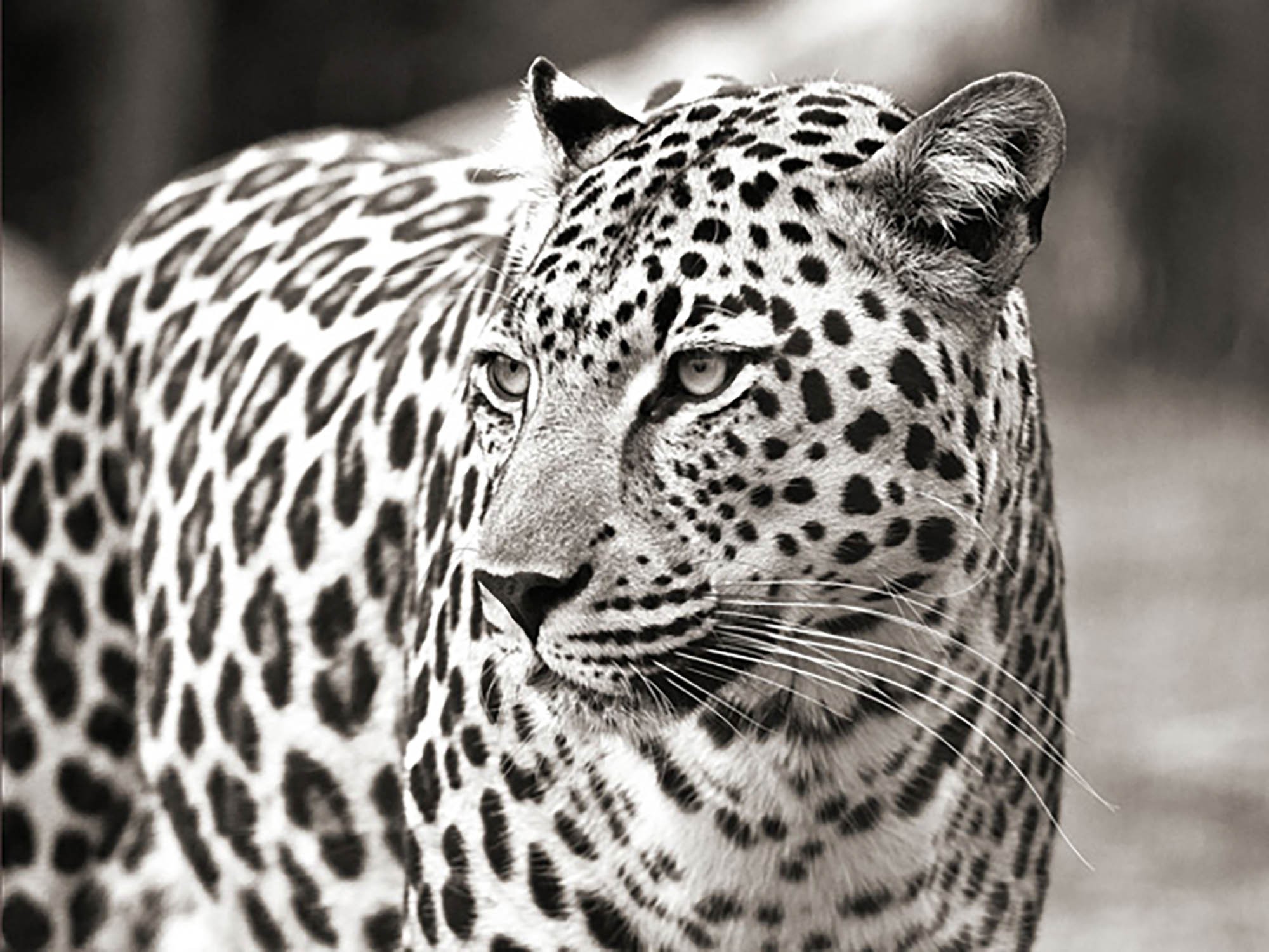 Retrato de leopardo, Sudáfrica