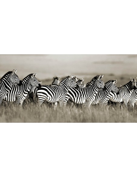 Cebra de Grant, Masai Mara, Kenia