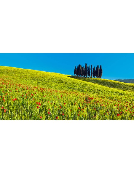 Campo de cipreses y maíz, Toscana, Italia