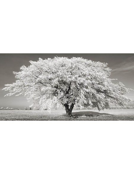 Tilo con escarcha, Baviera, Alemania