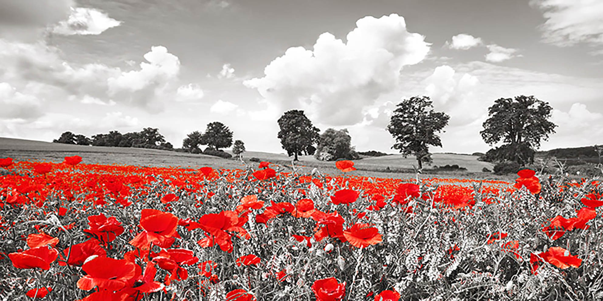 Amapolas y vicias en un prado, Distrito de los Lagos de Mecklemburgo, Alemania