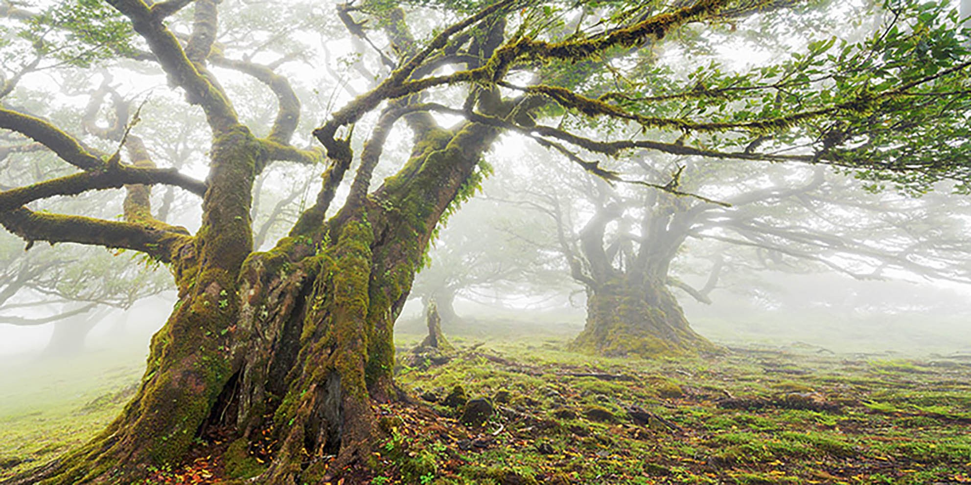 Bosque de laurisilva en la niebla, Madeira, Portugal