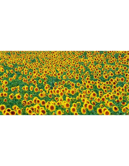 Campo de girasoles, Francia