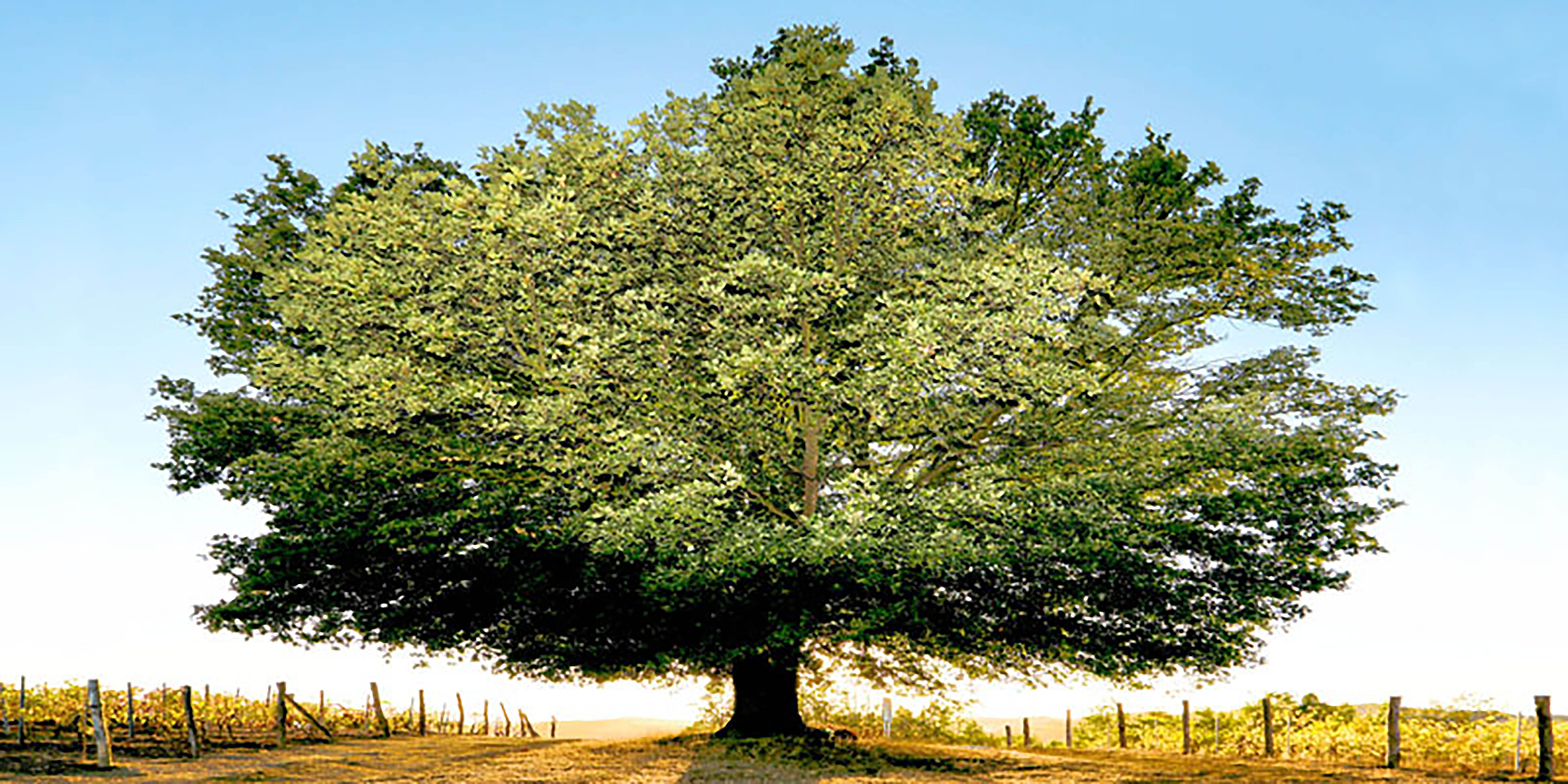 Un siglo de atardeceres