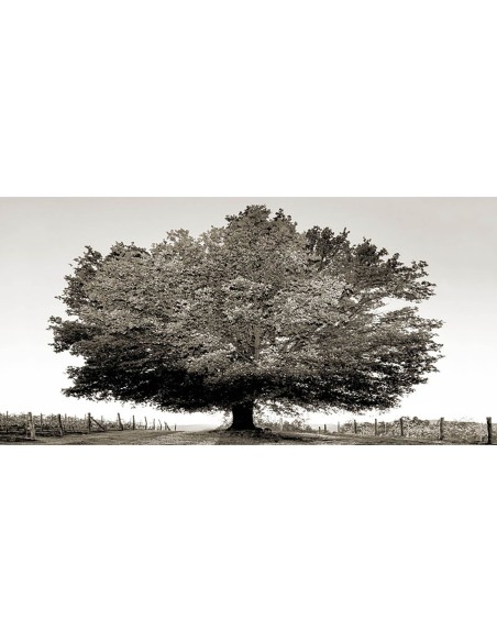 Un siglo de atardeceres (BW)