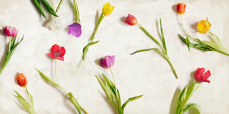 Tulipanes cortados