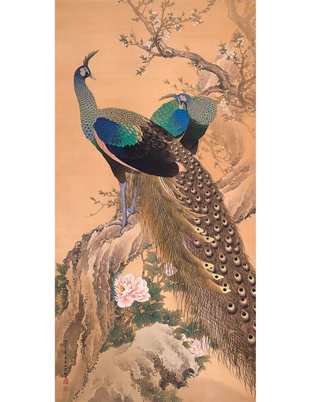 Una pareja de pavos reales en primavera