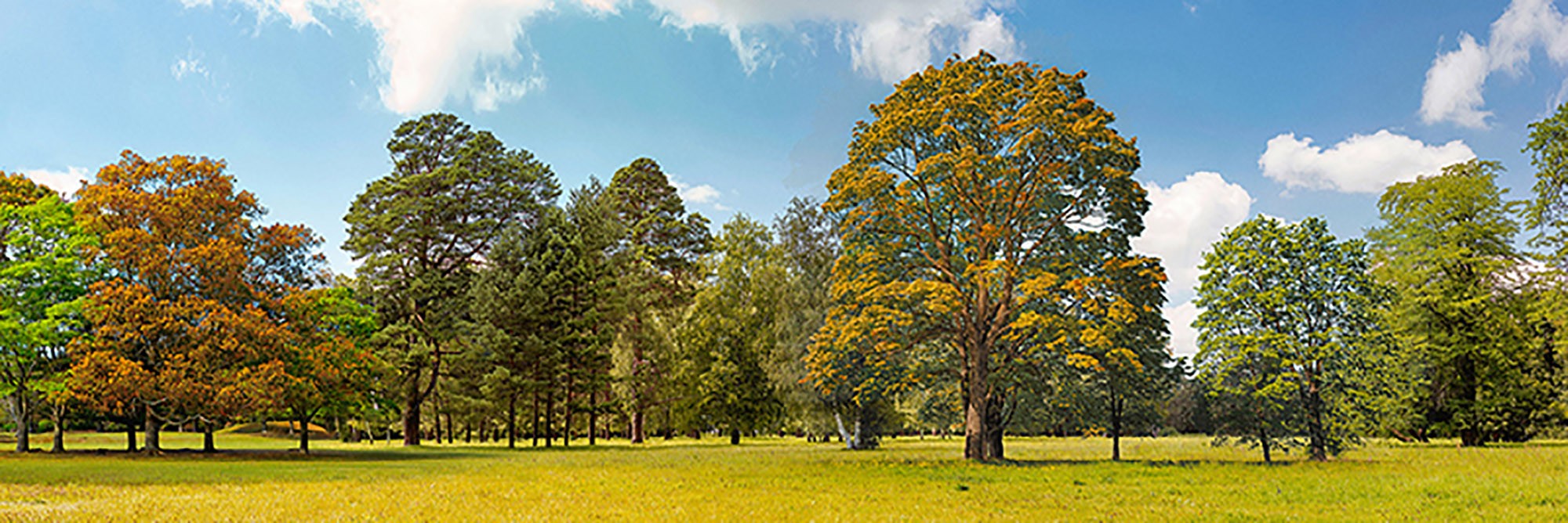 Árboles en un parque