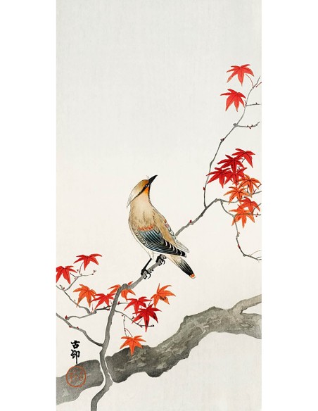 Jay japonés en arce