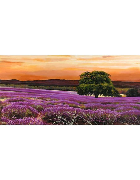 campo de lavanda