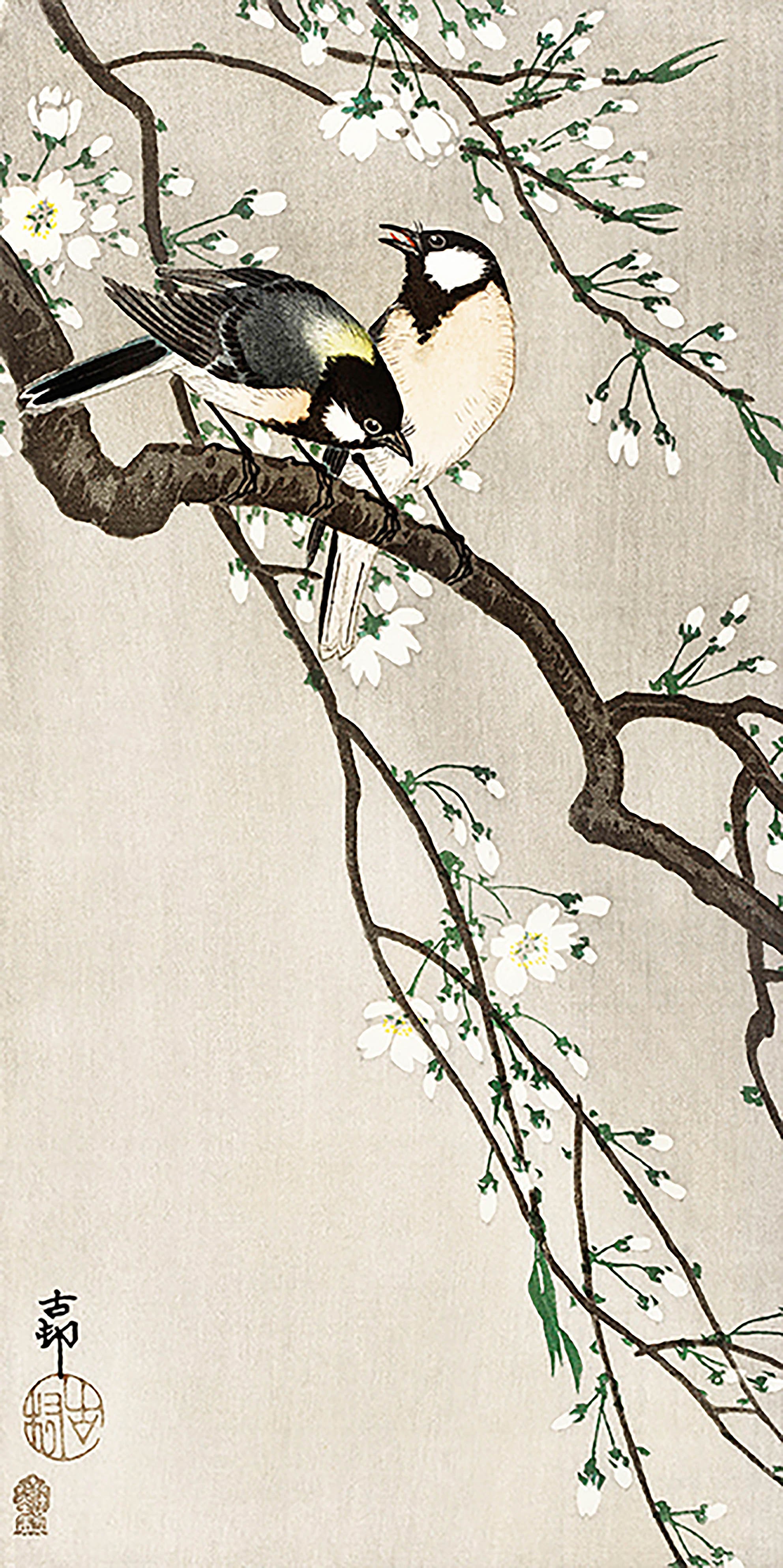 Tetas en la rama de cerezo