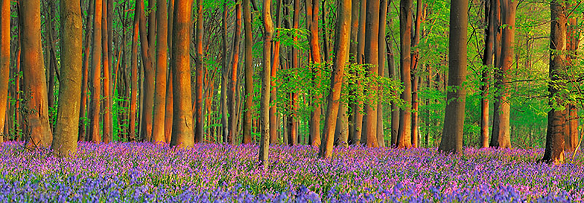 Bosque de hayas con campanillas azules, Hampshire, Inglaterra