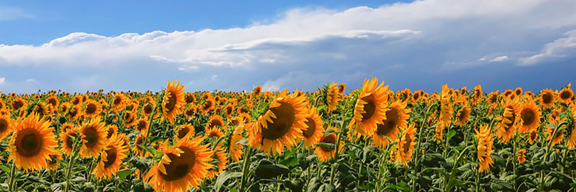 Girasoles en Val d'Orcia