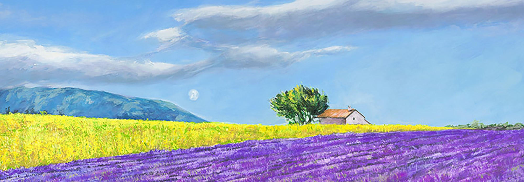 campos de lavanda