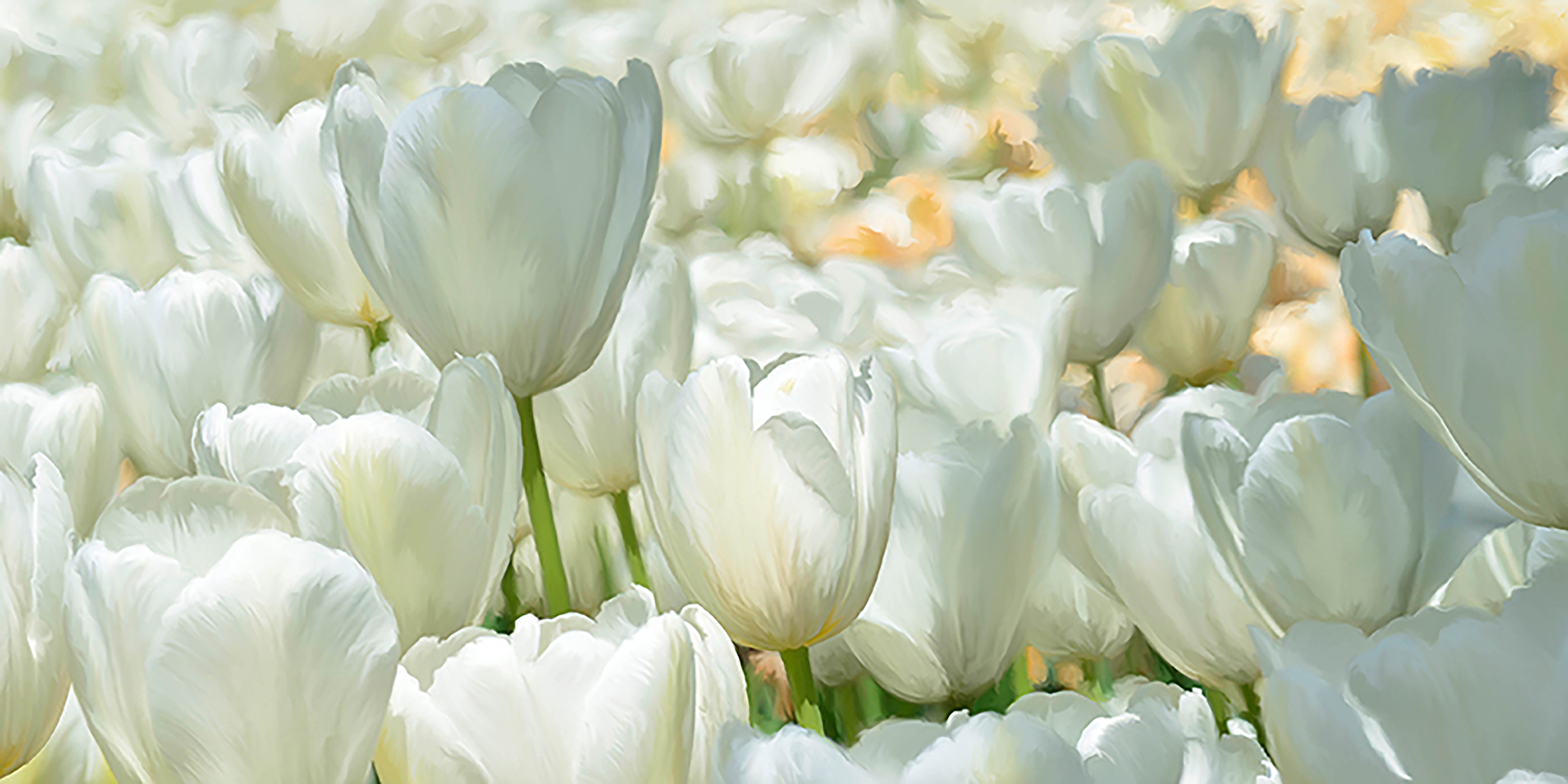 Campo de tulipanes blancos