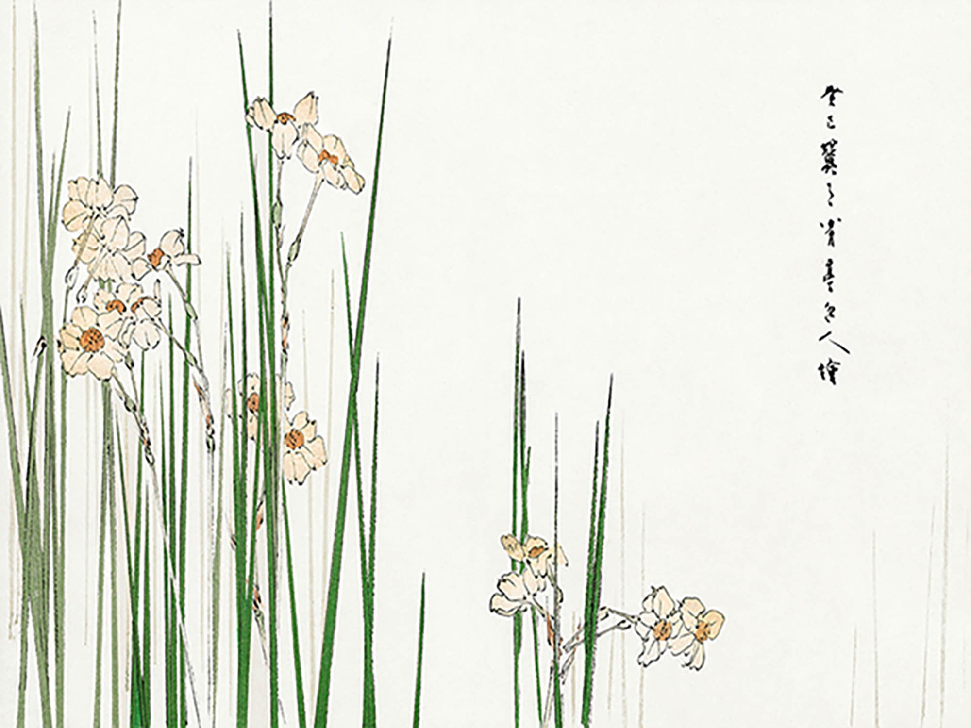 Ilustración de junquillo, 1896