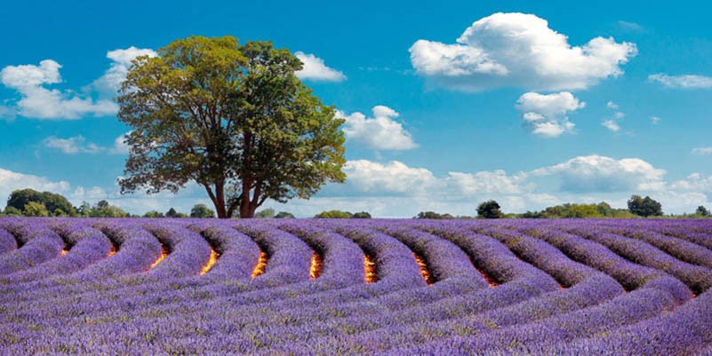 Campo de lavanda en Provenza, Francia