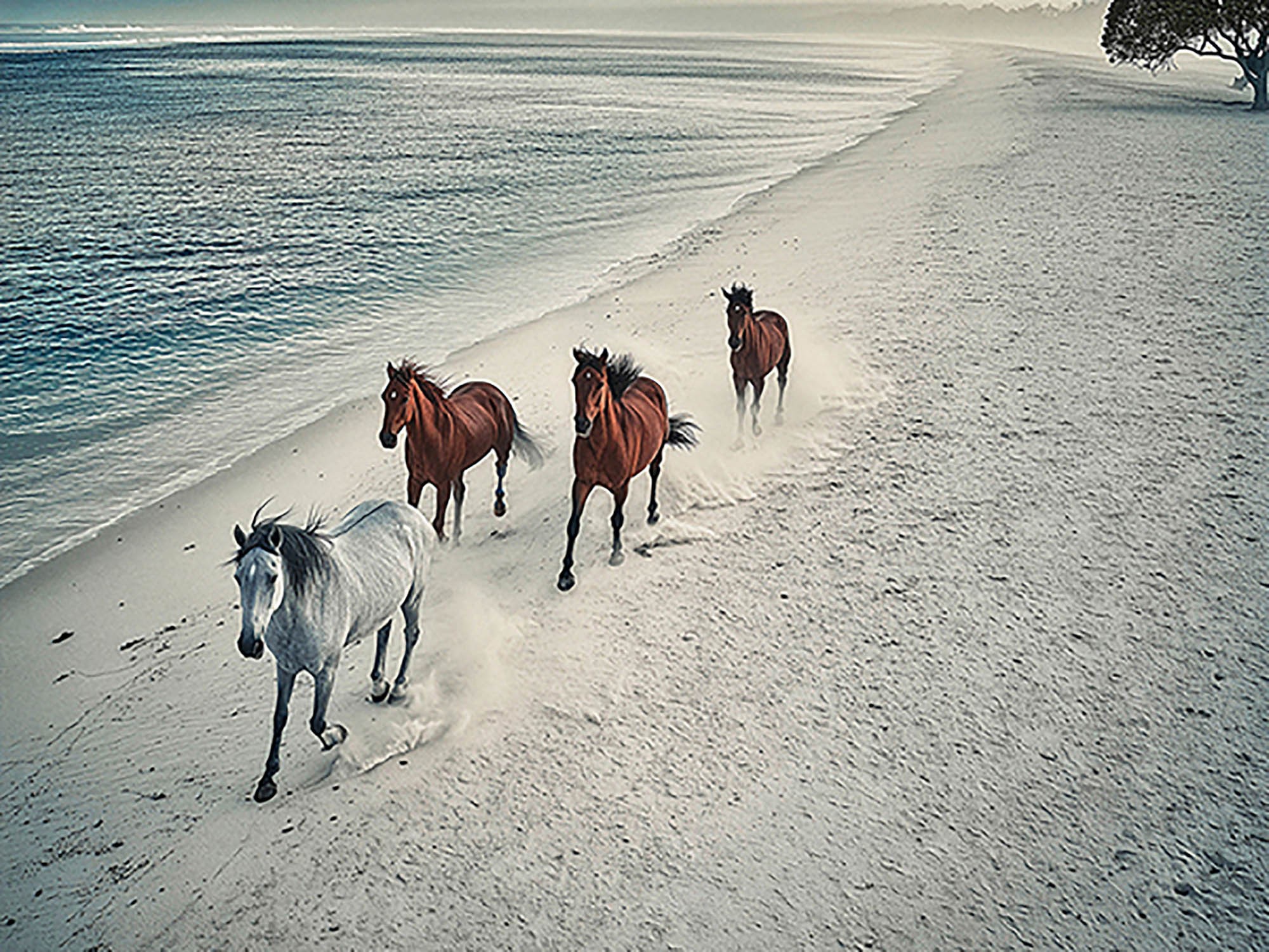Herd of wild horses
