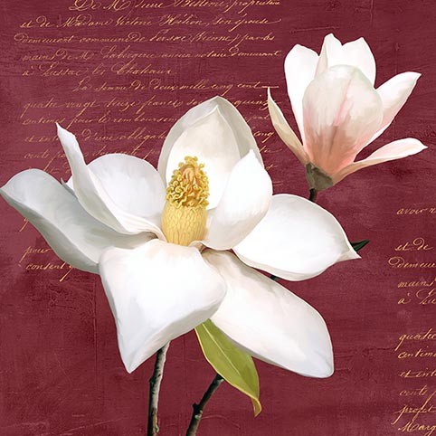 Magnolia de Borgoña I