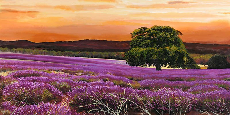 campo de lavanda