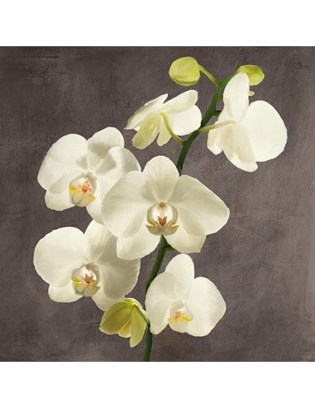 Orquídeas sobre fondo gris II