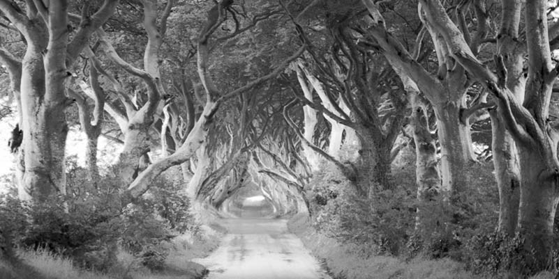 The Dark Hedges, Irlanda (BW)