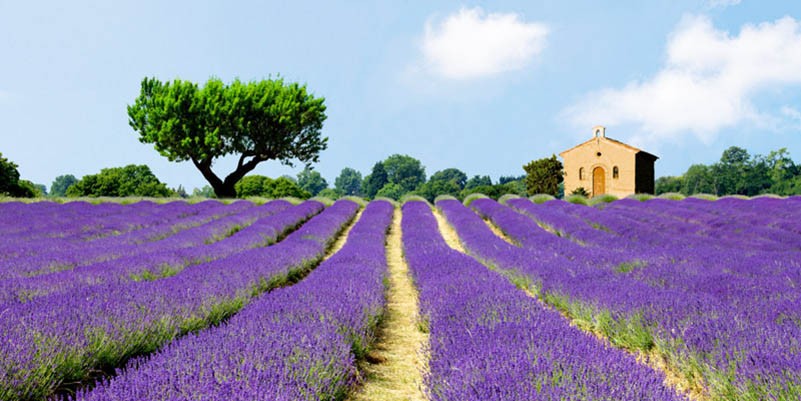 Campos de lavanda, Francia
