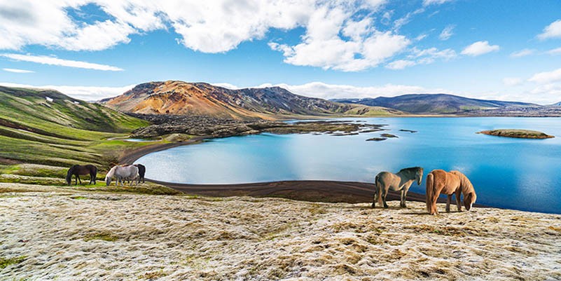Caballos salvajes junto a un lago, Islandia