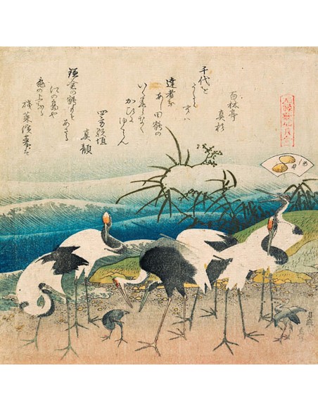 Garzas en aguas poco profundas