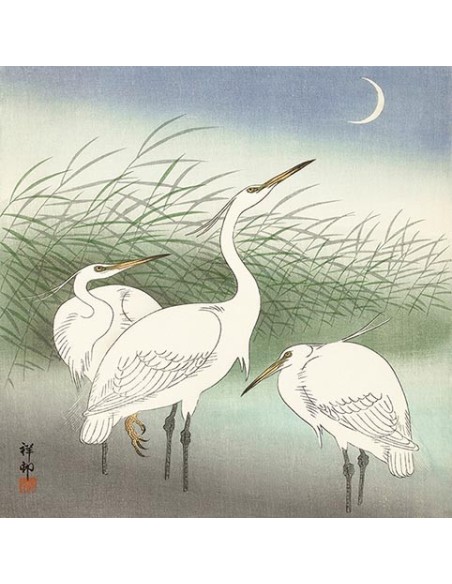 Garzas en aguas poco profundas