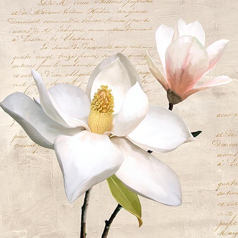 Magnolia marfil I