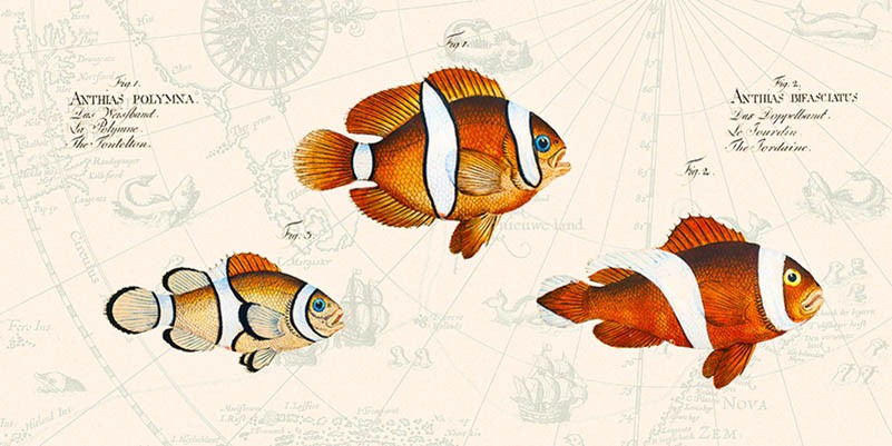 Peces tropicales I, según Bloch