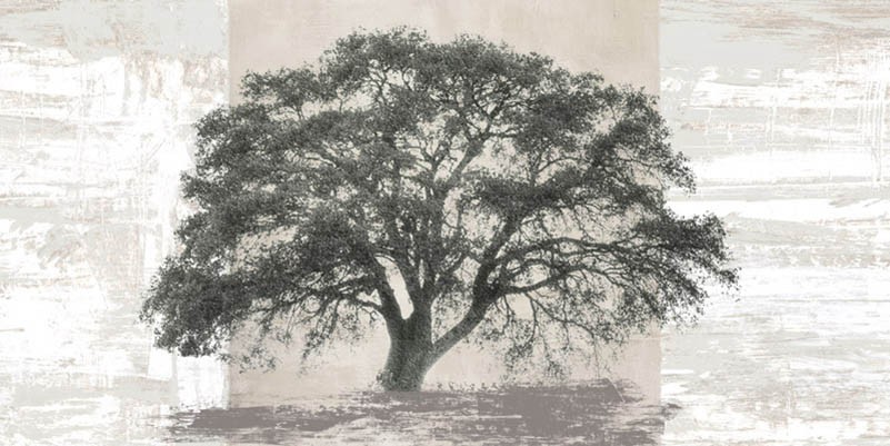 Panel de árbol blanco