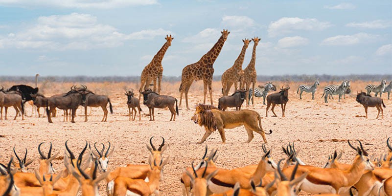 Soberano pasando por (Masai Mara, BW)