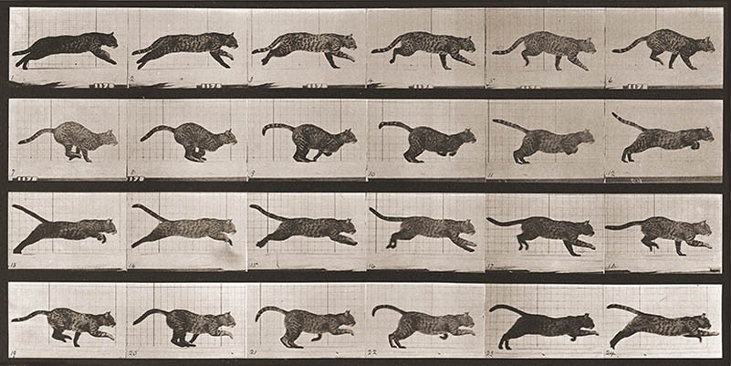 Gato galopando, 1887