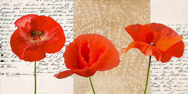 Capullos de rosa blanca