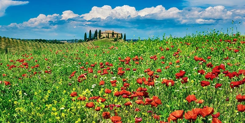 Casa rural con cipreses y amapolas, Toscana, Italia